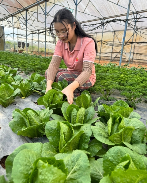 ĐƠN VỊ CUNG RAU SỈ SỐ LƯỢNG LỚN TẠI ĐÀ LẠT