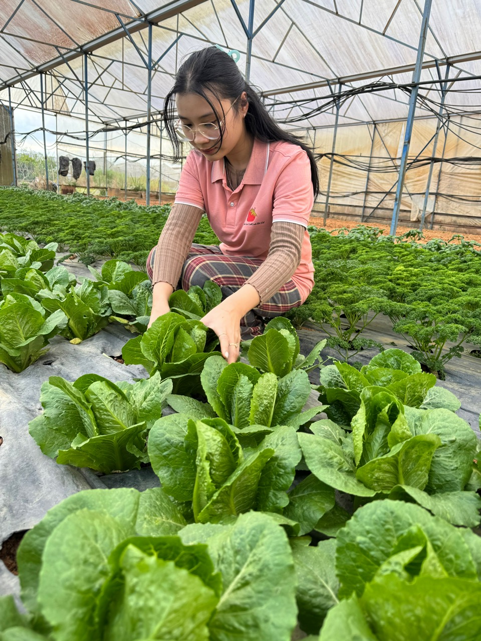 ĐƠN VỊ CUNG RAU SỈ SỐ LƯỢNG LỚN TẠI ĐÀ LẠT